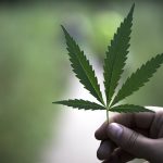 Hemp Leaf